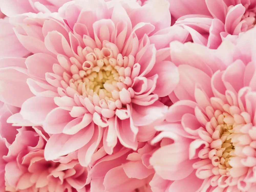 bouquet de fleurs à Gramat