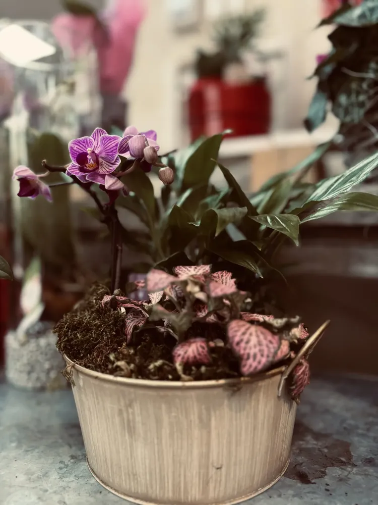 fleurs à Gramat